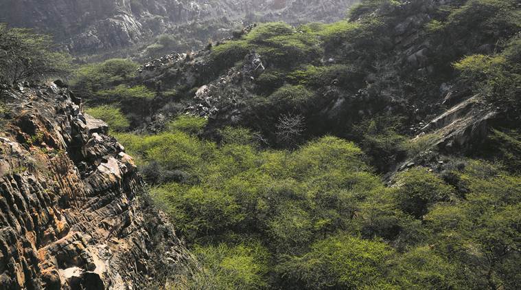 Aravali Green Wall Project in Hindi